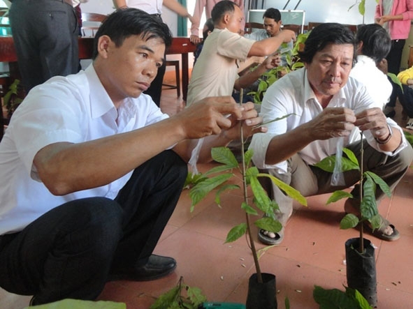 Các học viên tham gia lớp tập huấn ghép cây ca cao tại Trung tâm Khuyến nông tỉnh.