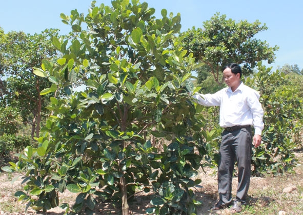 Phó Chủ tịch UBND xã Ea Yiêng Nguyễn Văn Hải kiểm tra mô hình trồng mít siêu sớm của người dân trên địa bàn xã.