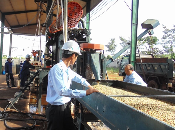 Dây chuyền chế biến cà phê ướt ở HTX Dịch vụ nông nghiệp Công Bằng Ea Kiết.
