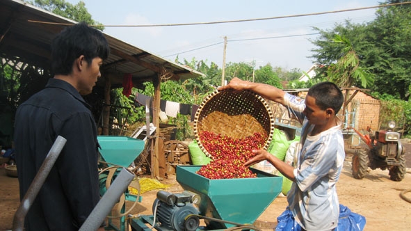 Các thành viên HTX sản xuất cà phê bền vững Ea Kmát (xã Hòa Đông, huyện Krông Pak) đang thực hiện chế biến ướt.  Ảnh: Thuận Nguyễn