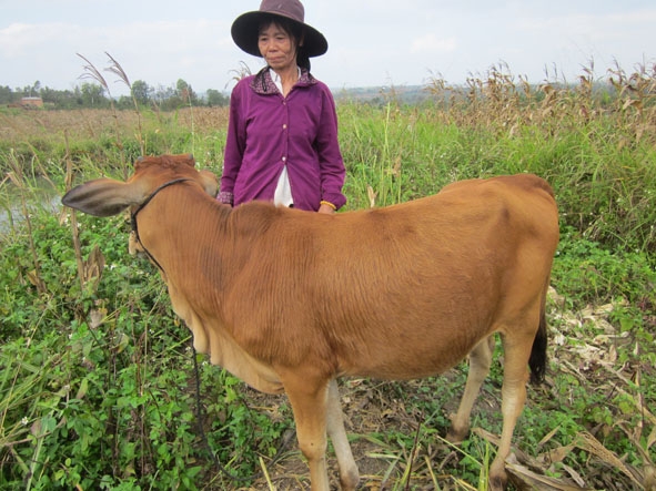 Một hộ nghèo ở xã Ea Siên (TX. Buôn Hồ) được nhận bò hỗ trợ từ “Ngân hàng bò”.