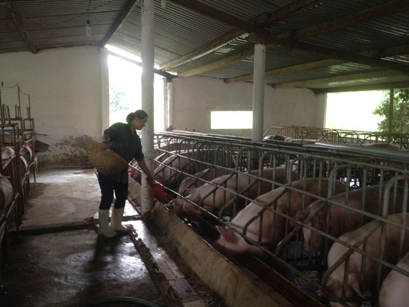 Chị Bùi Thị Hương (thôn 1, xã Krông Á, huyện M’Drak)  đang chăm sóc đàn heo tại trang trại chăn nuôi của gia đình.