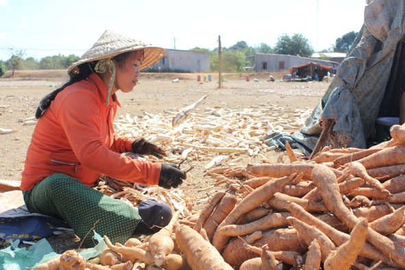 Nông dân xã Ea Nuôl (huyện Buôn Đôn) đang gọt vỏ củ sắn  để cắt lát phơi khô.