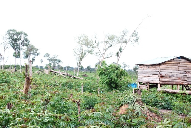 Rừng ở vùng dự án huyện Ea Súp bị người dân xâm canh, lấn chiếm trái phép 