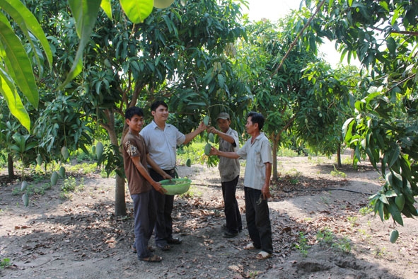 Cán bộ nông nghiệp huyện Ea Súp đang hướng dẫn người dân  kỹ thuật thâm canh cây xoài.