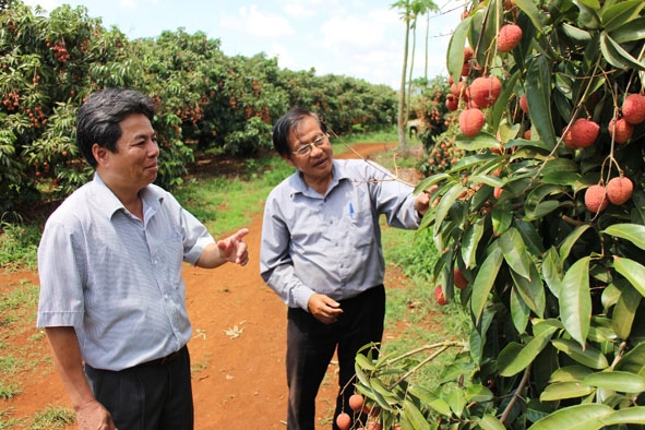 Ông Phạm Thế Quốc (phải) giới thiệu những giống vải.