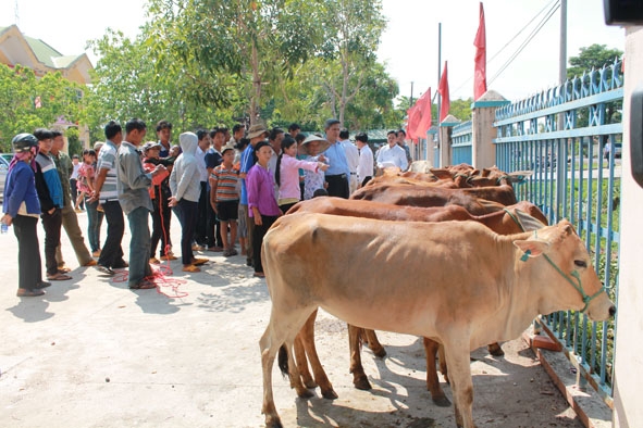 Nhiều hộ nghèo ở xã Ea Wer (huyện Buôn Đôn) được nhận bò giống do Quỹ Thiện Tâm và Tập đoàn Vingroup trao tặng