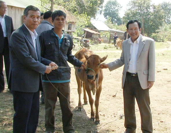 Trao tặng bò cho các hộ DTTS có hoàn cảnh đặc biệt khó khăn tại buôn Pa, xã Cư Prao, huyện M’Drak.