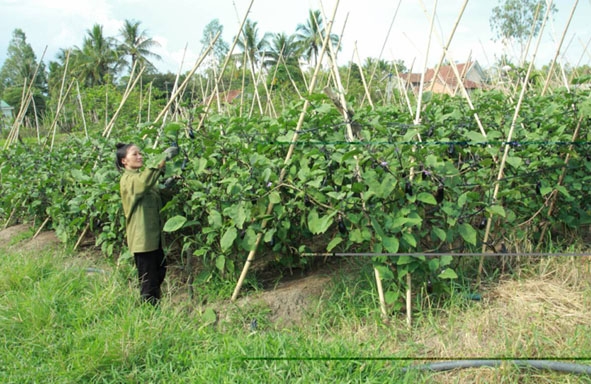 Bài, ảnh: Thu Nguyệt Chị Phạm Thị Nga (Tổ dân phố 4, thị trấn M’Drak) đang thu hoạch  cà tím Nhật Bản trên diện tích canh tác của gia đình.