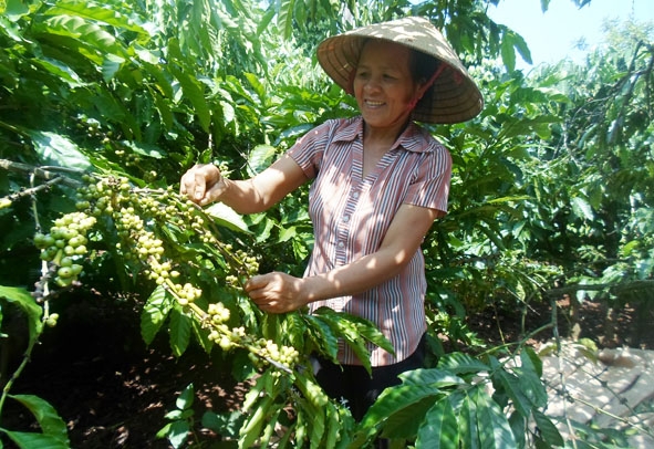 Chị Lê Thị Sửu – tấm gương điển hình trong phong trào “Phụ nữ giúp nhau phát triển kinh tế gia đình”