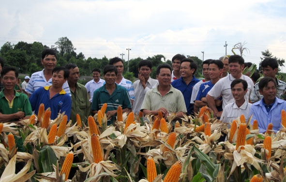 Nông dân tham gia một hội thảo về mô hình sản xuất ngô lai. 