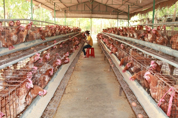 Trang trại nuôi gà siêu trứng theo hướng công nghiệp ở phường Tân Thành, TP. Buôn Ma Thuột.
