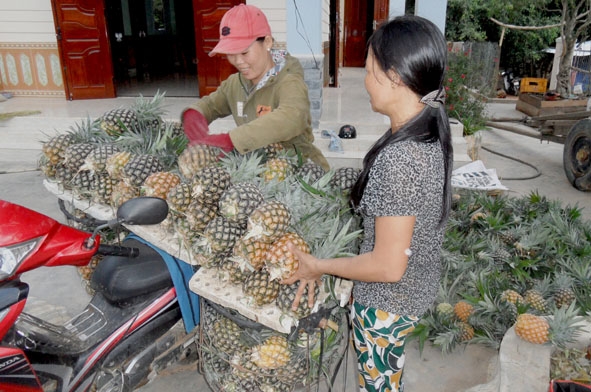 Thương lái vào tận nhà dân mua dứa.