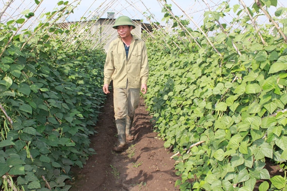 Ông Ngô Văn Sơn, thôn Mới, xã Hòa Hiệp (huyện Cư Kuin)  do thiếu kinh phí nên chỉ áp dụng mô hình trồng rau trong nhà lưới  với 50% diện tích.