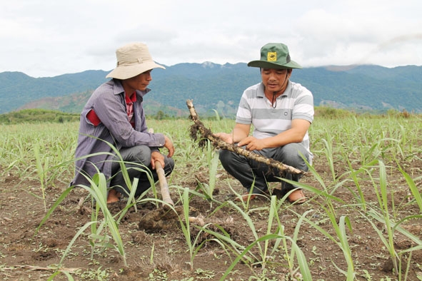 Anh Võ Văn Sơn (bìa phải) đang trao đổi kỹ thuật trồng mía với thành viên của HTX.