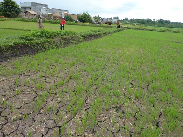 Nhiều diện tích lúa vụ đông xuân 2013-2014 ở huyện Krông Pắc khô nứt nẻ do thiếu nước. 