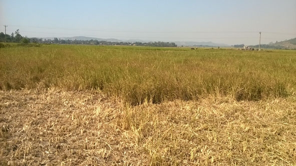 Nhiều diện tích lúa vụ đông xuân 2014-2015 ở huyện Krông Bông bị cháy khô do thiếu nước.