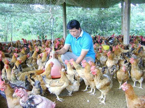 Mô hình sản xuất gà giống chất lượng cao của anh Đoàn Tâm Kê ở xã Cư Ni, huyện Ea Kar (ảnh nhân vật cung cấp).
