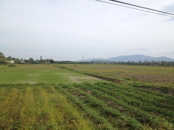 Tại cánh đồng tổ dân phố 3 (thị trấn M’Đrắk), đất ruộng đã cày vữa xen những khoanh đất trống 