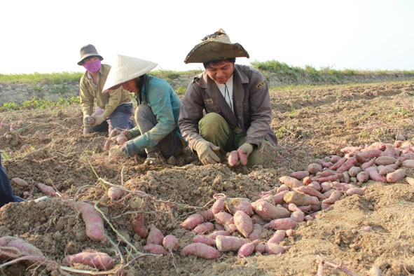 Trồng vượt quy hoạch, nông dân huyện Krông Ana thiệt đơn thiệt kép do khoai lang rớt giá.