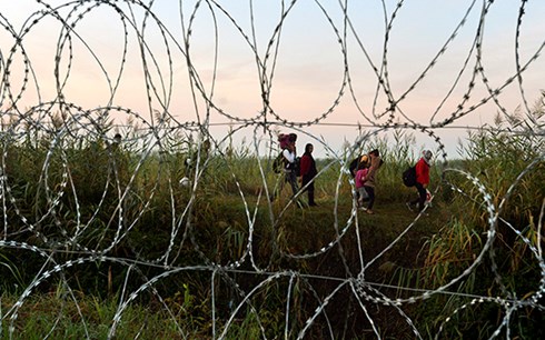 Hàng rào kẽm gai tại biên giới Hungary - Serbia (Ảnh EPA/Zoltan Mathe)