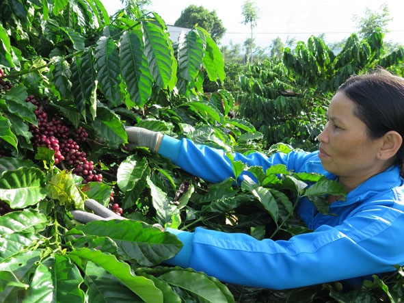 Nông dân thôn 8, xã Ea Kpam (huyện Cư M’gar) thu hoạch cà phê tại vườn mẫu cà phê thích ứng và giảm thiểu biến đổi khí hậu. 