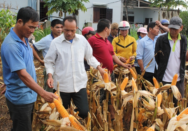 Nông dân xã Quảng Hiệp, huyện Cư M'gar tham quan mô hình sản xuất ngô lai tại xã Quảng Hiệp