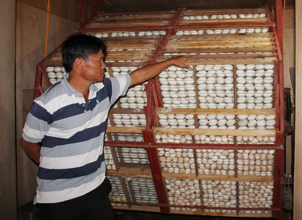 Trứng vịt được đưa vào lò ấp tại trang trại của anh Lê Văn Vẹn.
