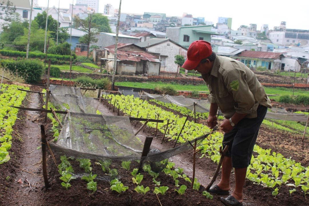 Nông dân phường Tân Tiến chăm sóc rau vụ thu đông