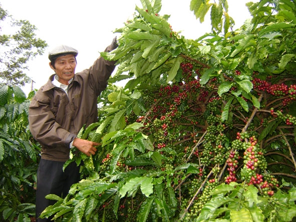 Vùng chuyên canh cây cà phê ở xã Ea Kênh.