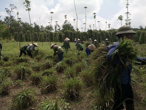 Người dân thôn 1, xã Ea Tir (huyện Ea H’leo) thu hoạch lá sả về nấu tinh dầu.