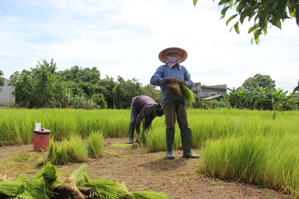 Do ruộng trũng  không gieo sạ  được nên  gia đình bà Nguyễn Thị Chiếm,  thôn 9, xã Ea Bung phải gieo mạ để cấy lúa.