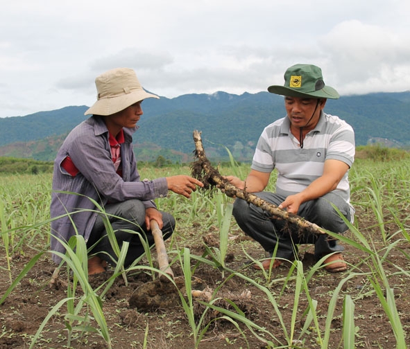 Chủ nhiệm HTX Dịch vụ Tổng hợp Nông nghiệp Thăng Bình (huyện Krông Bông) hướng dẫn nông dân trồng mía.