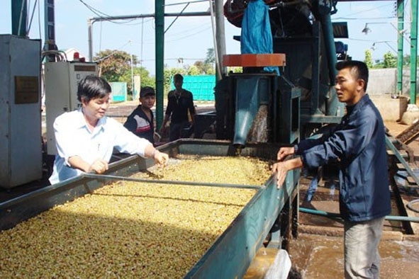 Dây chuyền chế biến  cà phê ướt của HTX Nông nghiệp dịch vụ  công bằng  Ea Kiết.