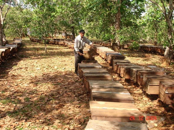 Trại ong ở rừng cao su Bình Phước của Công ty Cổ phần Ong mật Đắk Lắk.