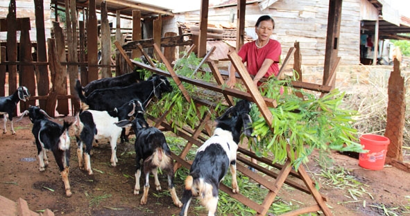 Nhờ mô hình góp vốn nuôi dê sinh sản, gia đình bà Hoàng Thị Chấn (tổ dân phố 8, thị trấn Quảng Phú) đã vươn lên thoát nghèo