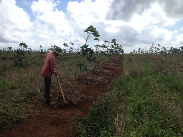 Công nhân  sử dụng đất  tái canh để trồng lúa cạn ở Nông trường Cao su Phú Xuân.