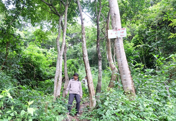 Rừng giao khoán cho nhóm họ thuộc thôn 6 xã Khuê Ngọc Điền, huyện Krông Bông.