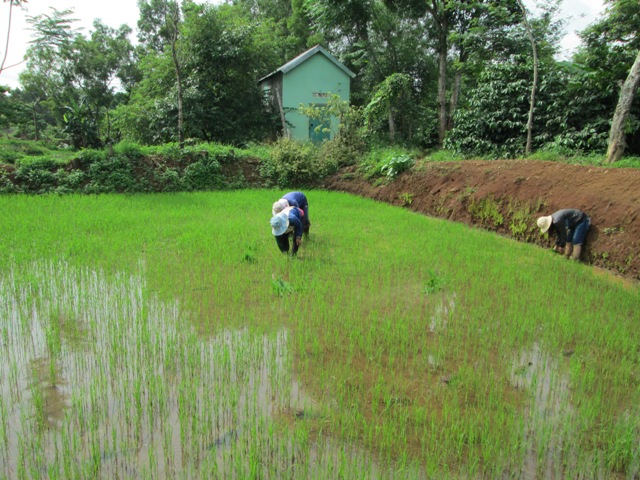 Người dân xã Cư Suê (Cư M'gar) chăm sóc lúa vụ đông xuân 2014-2015