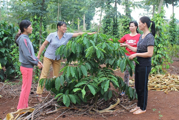 Thành viên tổ liên kết trồng cà phê năng suất, chất lượng cao  trao đổi kinh nghiệm sản xuất.