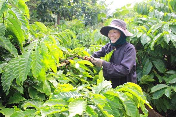 Nông dân xã Cư Êbur, TP. Buôn Ma Thuột thu hoạch cà phê.