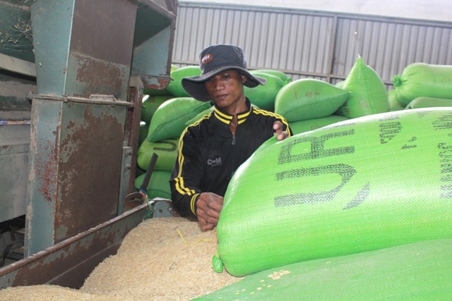Người dân phường Khánh Xuân, TP. Buôn Ma Thuột sơ chế lúa sau thu hoạch