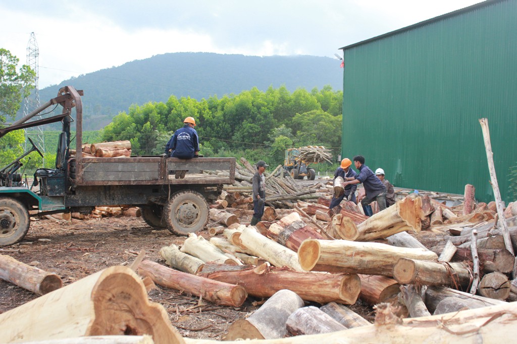 Tập kết gỗ rừng trồng tại cơ sở chế biến gỗ rừng trồng của Hợp tác xã Tiến Nam (xã Cư Króa)