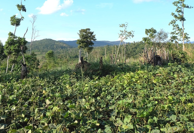 Diện tích đất rừng bị lấn chiếm ở huyện Ea Súp