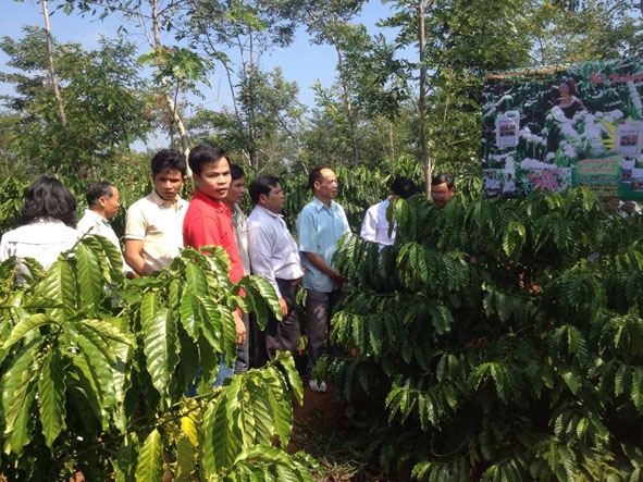 Cán bộ, hội viên nông dân tham quan mô hình trình diễn sử dụng phân bón NPK GAP  của Công ty Cổ phần SX&TM Minh Phát Đắk Lắk tại thôn 1, xã Ea Kpam (huyện Cư M’gar).