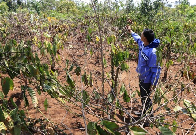Một vườn cà phê ở huyện Cư M'gar đối mặt với nguy cơ mất mùa do hạn nặng