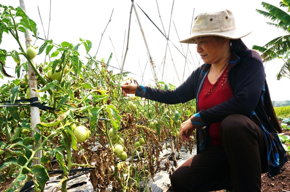 Vườn cà chua gia đình chị Đinh Thị Lý bị cháy khô do thiếu nước.