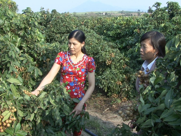  Chị  Phạm Thị Mười  (bên trái)  dẫn cán bộ Hội Phụ nữ xã Ea Pil thăm  vườn nhãn  Hương Chi.