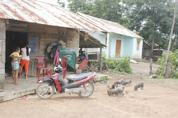 Người dân thôn 2 xã Ea Yiêng (huyện Krông Pắc) chăn nuôi heo thả rông gây ô nhiễm môi trường.