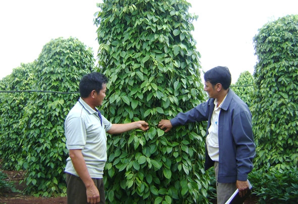 Nông dân xã Ea Tân (huyện Krông Năng) chia sẻ kinh nghiệm trồng cây hồ tiêu bền vững.
